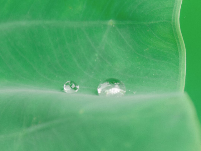 Na zdjęciu widać kroplę wody na zielonym liściu